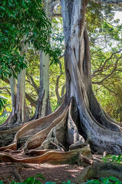 Moreton Bay Fig tree-Kauai-Hawaii-USA